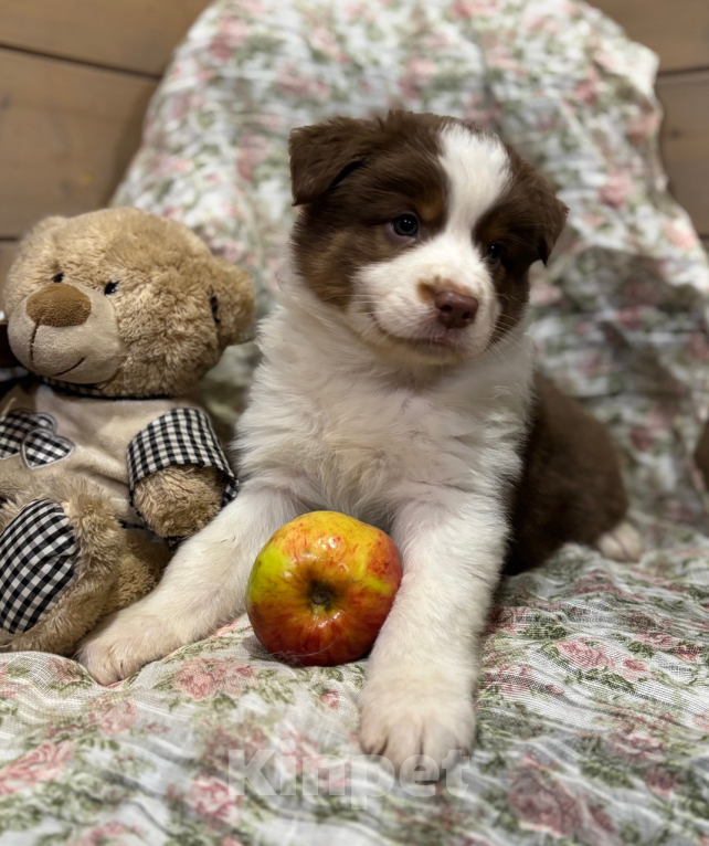 Собаки в Санкт-Петербурге: Австралийская овчарка щенки  Мальчик, 60 000 руб. - фото 2