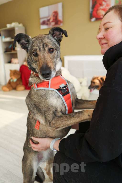 Собаки в Москве: Любящая собака Морра в добрые руки Девочка, Бесплатно - фото 2