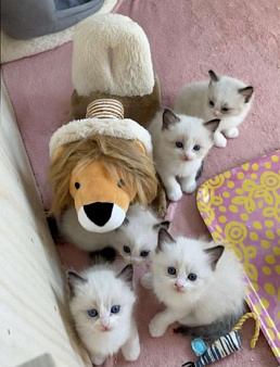 Рэгдолл малышки девочки