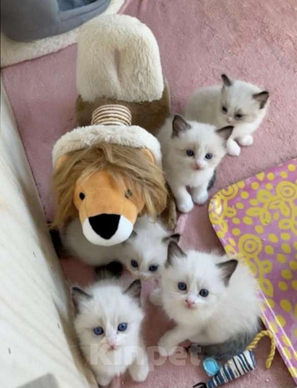 Кошки в Казани: Рэгдолл малышки девочки Девочка, 40 000 руб. - фото 1