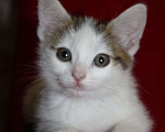 Кошки в Тюмени: Беляночка Девочка, 1 руб. - фото 4