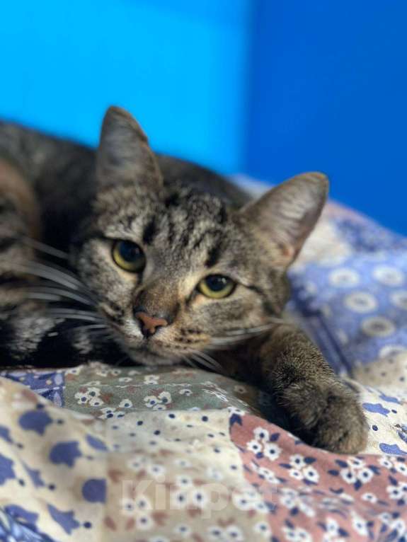 Кошки в Москве: Нежность в полоску  Девочка, Бесплатно - фото 2