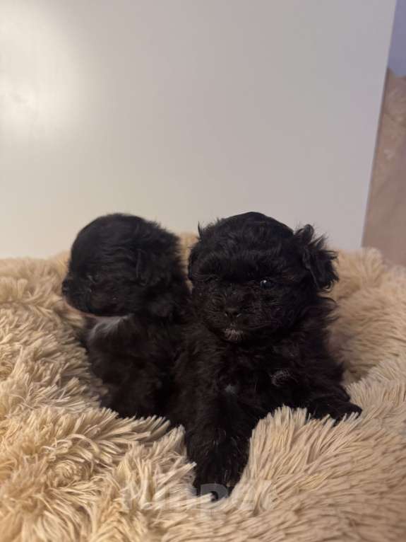 Собаки в Воронеже: Девочки мальтипу Девочка, 90 000 руб. - фото 6