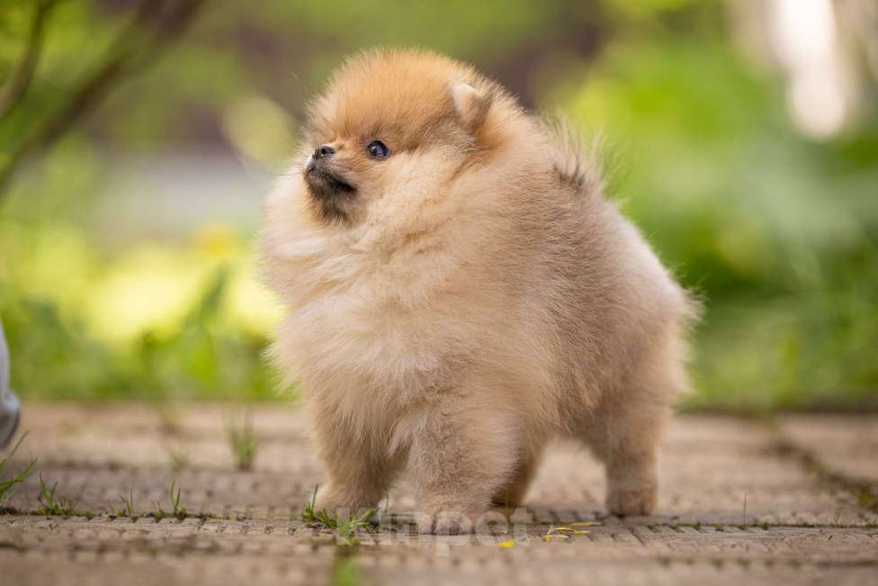 Собаки в Москве: Померанский шприц мальчик  Мальчик, 60 000 руб. - фото 2