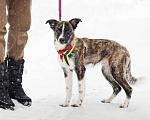 Собаки в Москве: Чудесный щенок Веня ищет дом Мальчик, 10 руб. - фото 7