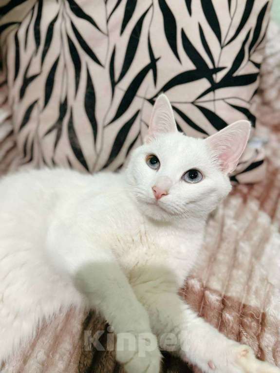 Кошки в Балашихе: Голубоглазый котик Мальчик, Бесплатно - фото 4