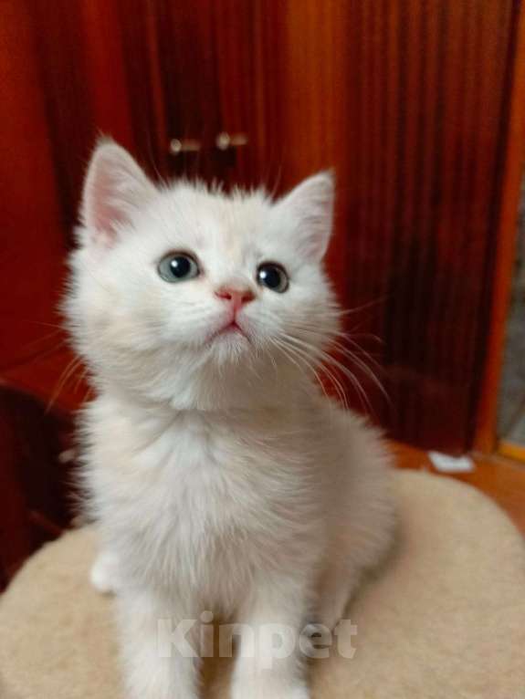 Кошки в Ростове-на-Дону: Милый пушистик ищет любящаю  заботливую семью Мальчик, 10 000 руб. - фото 3