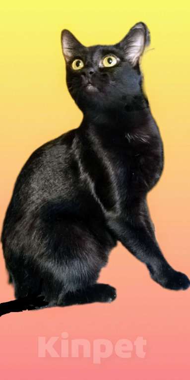 Кошки в Москве: Богема 1.5г в добрые руки Девочка, Бесплатно - фото 2