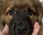 Собаки в Подольске: Мальчик Брауни  Мальчик, 100 руб. - фото 3