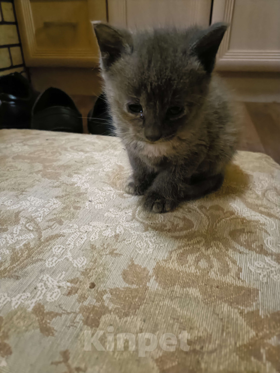 Кошки в других городах Ленинградской области: Симочка Девочка, Бесплатно - фото 4