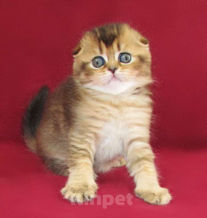 Кошки в Санкт-Петербурге: шотландская кошечка фолд Девочка, Бесплатно - фото 4