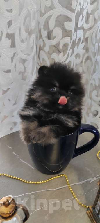 Собаки в Калтане: Померанский шпиц мини Мальчик, 35 000 руб. - фото 2