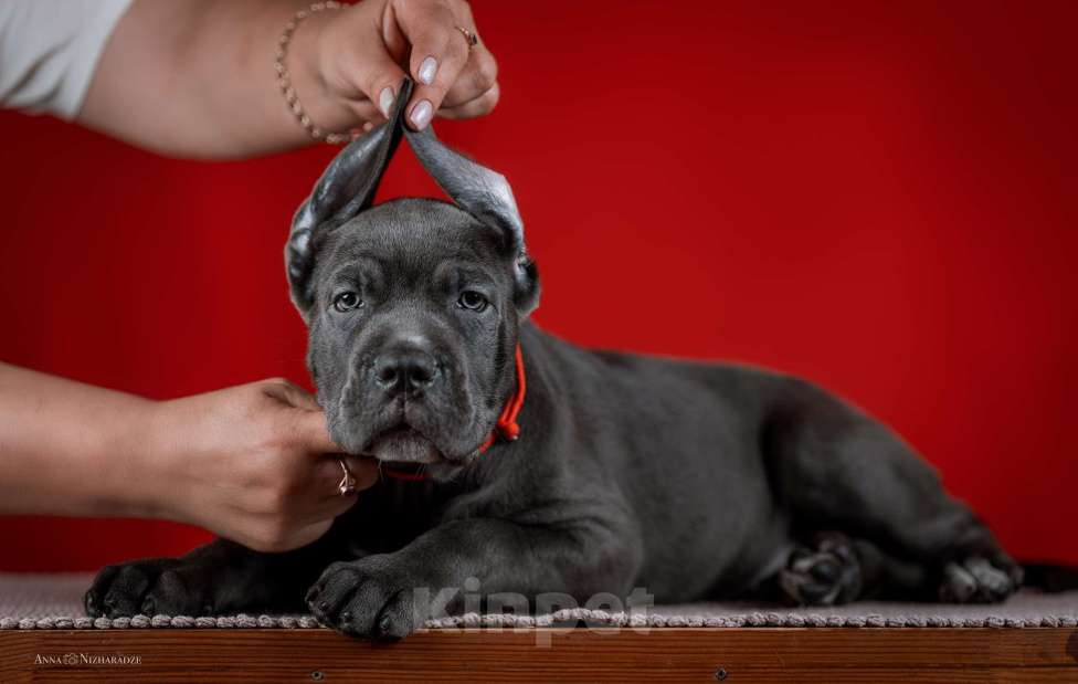 Собаки в Москве: Щенки кане корсо Мальчик, 70 руб. - фото 4