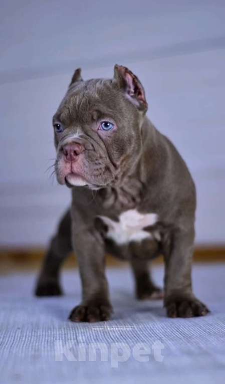 Собаки в Балашихе: Щенок американского булли Девочка, Бесплатно - фото 2