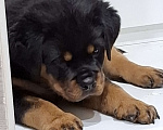 Собаки в Вологде: Продаются щенки сука ротвейлера   Девочка, 65 000 руб. - фото 2