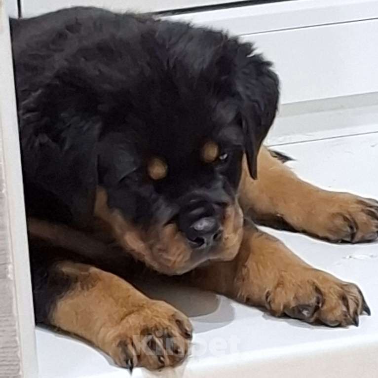 Собаки в Вологде: Продаются щенки сука ротвейлера   Девочка, 65 000 руб. - фото 2