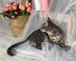 Кошки в Воронеже: Уличный котенок ищет дом Мальчик, Бесплатно - фото 7