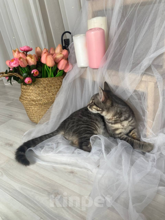 Кошки в Воронеже: Уличный котенок ищет дом Мальчик, Бесплатно - фото 7