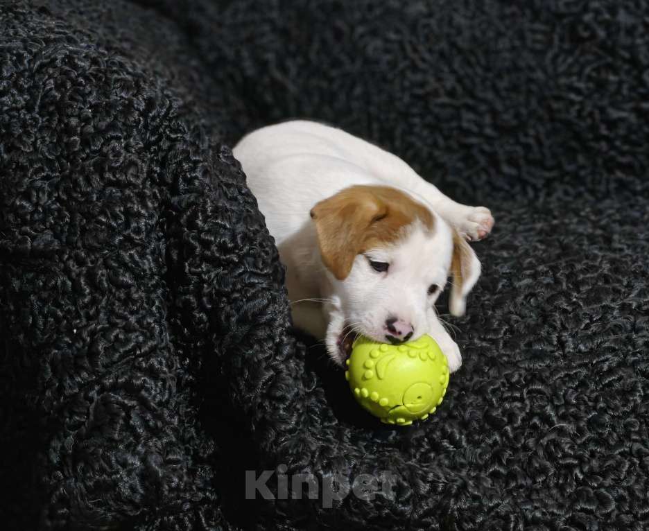 Собаки в других городах Московской области: Boomer — мощный, яркий, активный. Мальчик, 70 000 руб. - фото 7