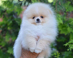 Собаки в Подольске: Шпиц кремовый щенок Девочка, Бесплатно - фото 1