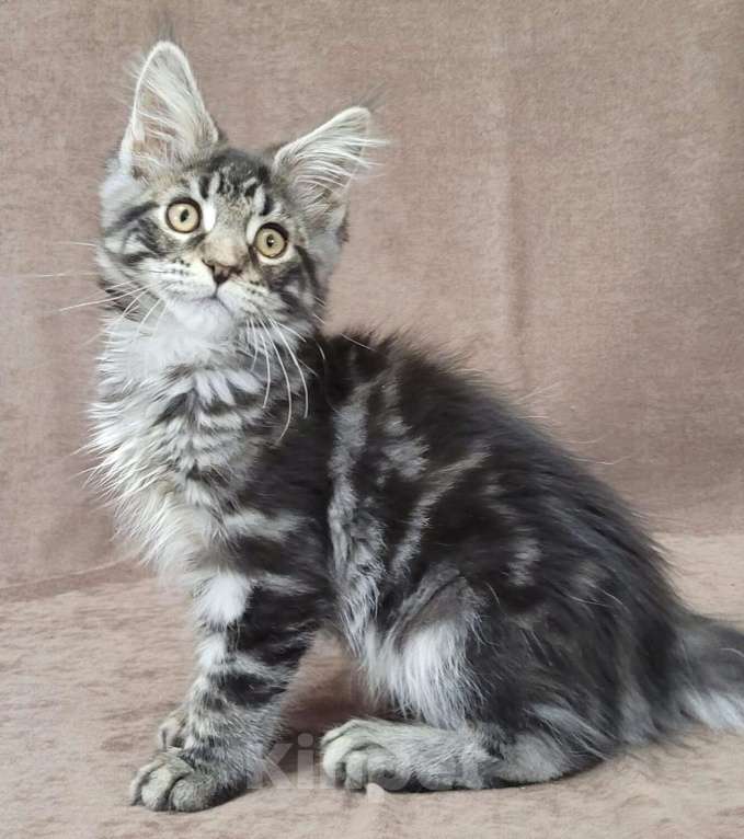 Кошки в Всеволожске: Кот мейн-кун Cooper Raksi Line Мальчик, Бесплатно - фото 4