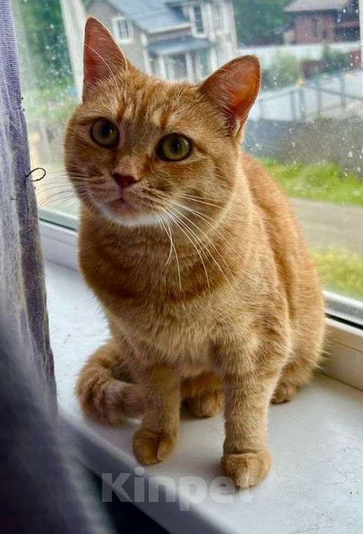Кошки в Москве: Рыжая красотка с характером срочно ищет дом! Девочка, Бесплатно - фото 6