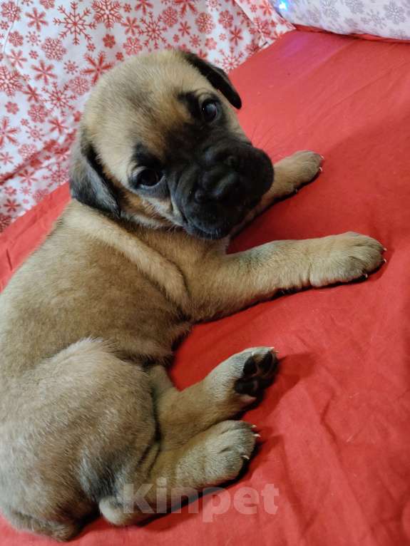 Собаки в других городах Краснодарского края: Кане-Корсо, щенок Девочка, 20 000 руб. - фото 8