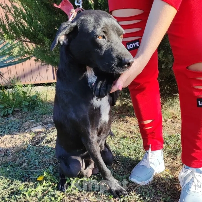 Собаки в Москве: Спасите Бусинку! Девочка, Бесплатно - фото 2