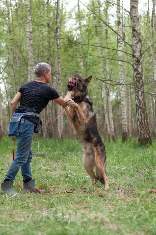 Собаки в Ногинске: Ищем дом Форесту Мальчик, Бесплатно - фото 8