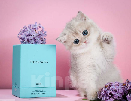 Кошки в Москве: Британские котята. Золотые шиншиллы. Мальчики и девочки. Мальчик, Бесплатно - фото 8