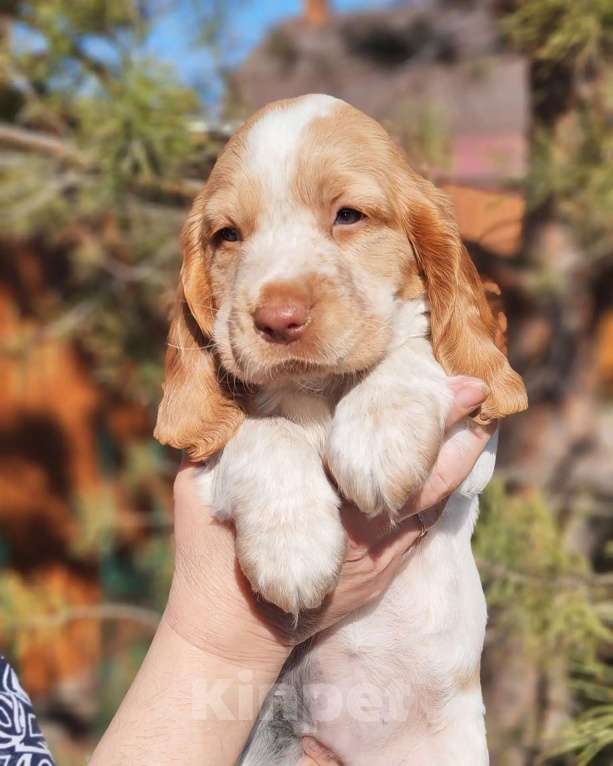 Собаки в Омске: Продам щенков русского охотничьего спаниеля Девочка, 15 000 руб. - фото 4