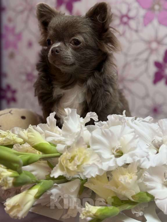 Собаки в Москве: Шикарная девочка Чихуахуа  Девочка, 180 000 руб. - фото 2