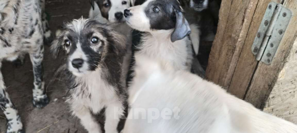 Собаки в Москве: Щенки ищут дом! Девочка, Бесплатно - фото 1
