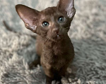 Кошки в Краснодаре: Питомник ориентальных кошек  Мальчик, 40 000 руб. - фото 6