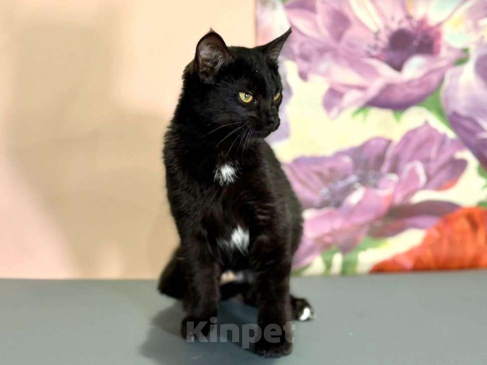 Кошки в Москве: Котенок Тося, 6 месяца в добрые руки Девочка, Бесплатно - фото 4