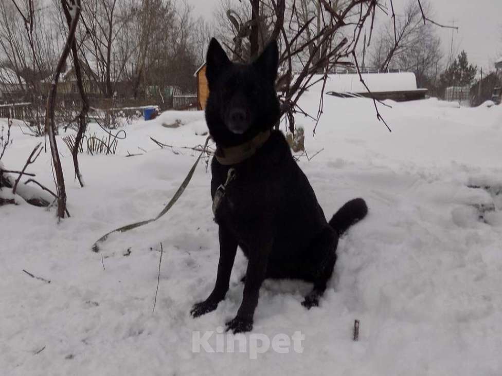 Собаки в Москве: Черные щенки немецкой овчарки, мальчики Мальчик, 20 000 руб. - фото 9