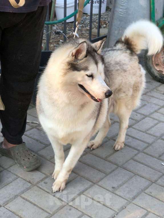 Собаки в Краснодаре: Хаски Мелисса ищет дом Девочка, 10 руб. - фото 7