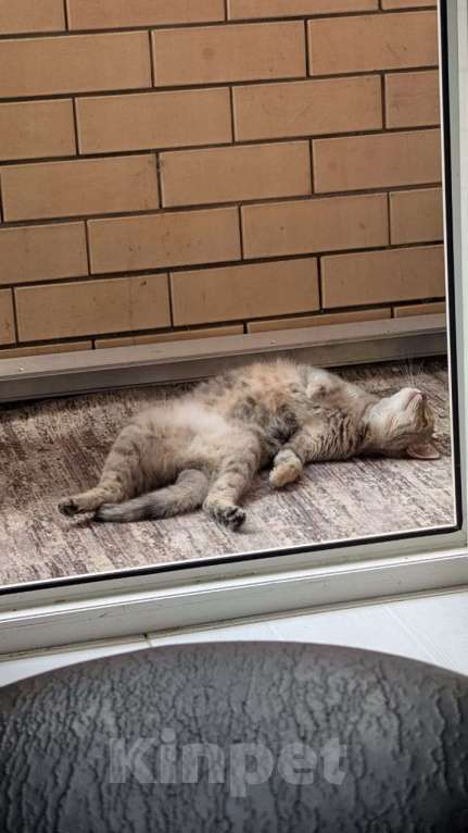 Кошки в Курганинске: Пропала кошка в г.Курганинск Девочка, 1 000 руб. - фото 7