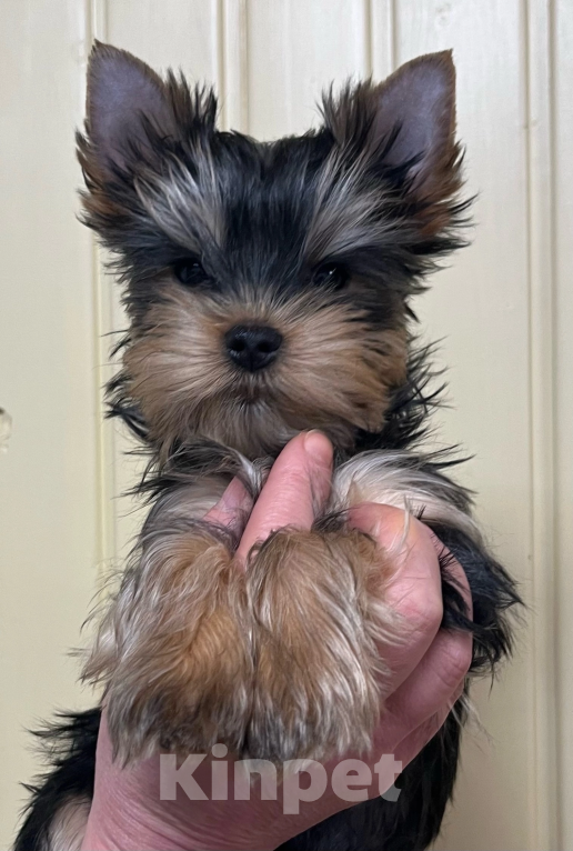 Собаки в других городах Московской области: Нокс Мальчик, 30 000 руб. - фото 5