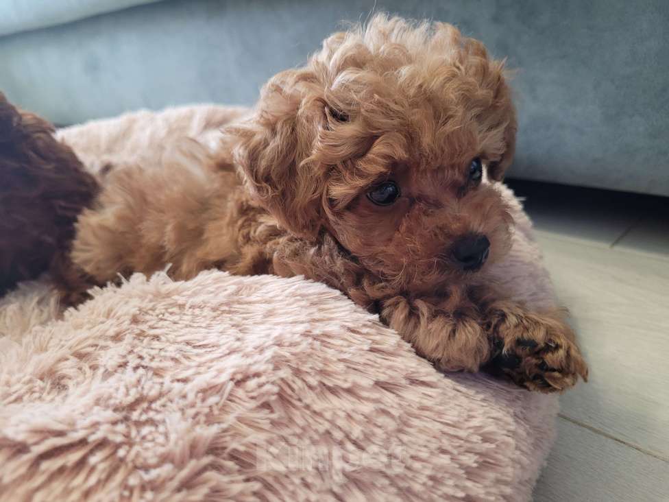 Собаки в Барнауле: Эксклюзивный щенок Мальтипу F1. Редкие крови Китая (Baby Face) Мальчик, 200 000 руб. - фото 3