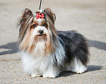 Собаки в Уфе: Бивер Кобель для вязки Мальчик, 10 000 руб. - фото 2