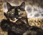 Кошки в Туле: Кошка-трёхцветка, 500 руб. - фото 4