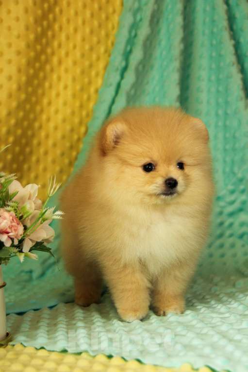 Собаки в Москве: Померанский шпиц Девочка, 70 000 руб. - фото 1