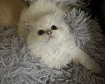 Кошки в Саке: Кошечка!!! Девочка, 25 000 руб. - фото 2