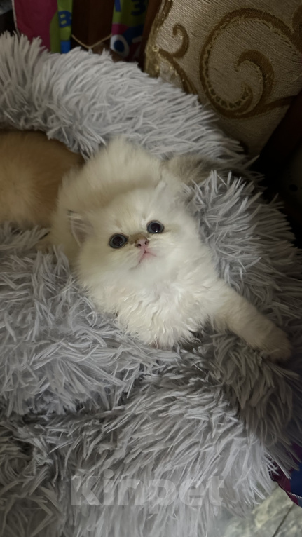 Кошки в Саке: Кошечка!!! Девочка, 25 000 руб. - фото 2