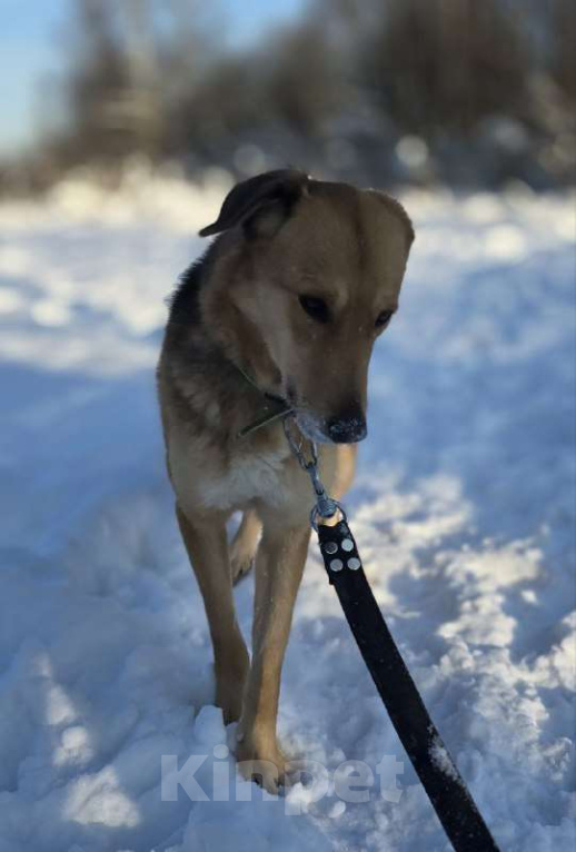 Собаки в Королеве: Нежная и доверчивая Лира. Девочка, Бесплатно - фото 10