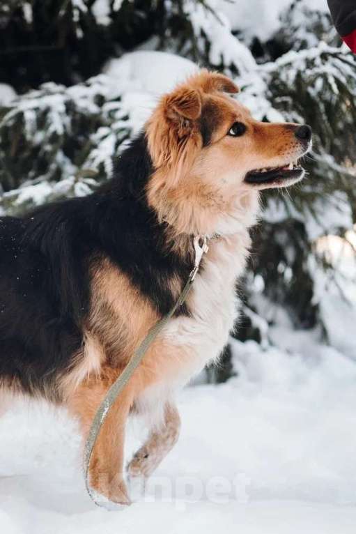 Собаки в Санкт-Петербурге: Пушистая Келли из приюта в добрые руки Девочка, Бесплатно - фото 8
