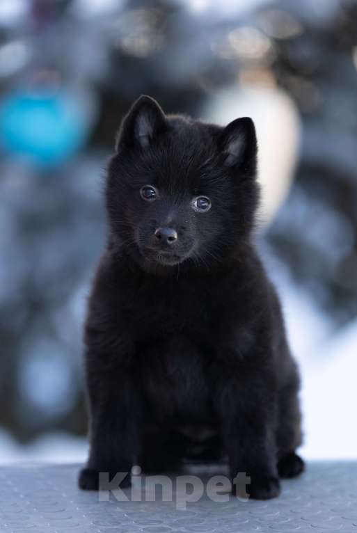 Собаки в Пушкино: щенки схипперке Мальчик, 70 000 руб. - фото 3