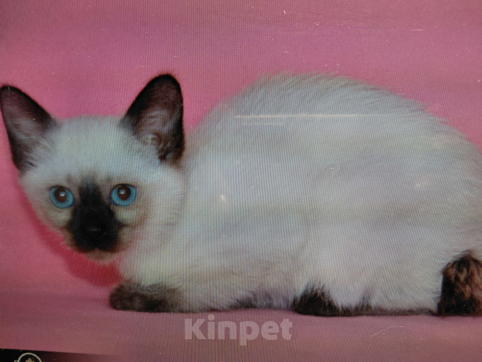 Кошки в Москве: Кошечка Ясса . окрас классический Девочка, 50 руб. - фото 2