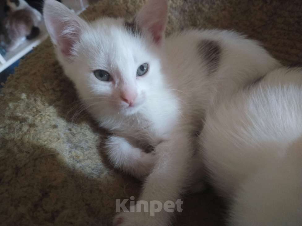 Кошки в Подольске: Котёнок 3 месяца девочка Девочка, 100 руб. - фото 3